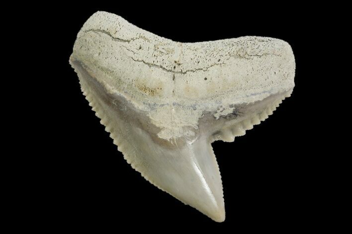 Fossil Tiger Shark (Galeocerdo) Tooth - Aurora, NC #179036